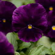 Violet Pansy Seeds