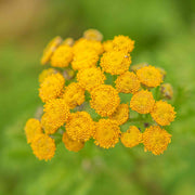 Tansy Seeds - For Home Gardens Seeds