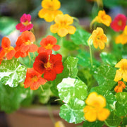 Mixed Color Nasturtium Seeds