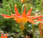 Double Orange Yellow Columbine Seeds