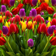 Tulip Seeds