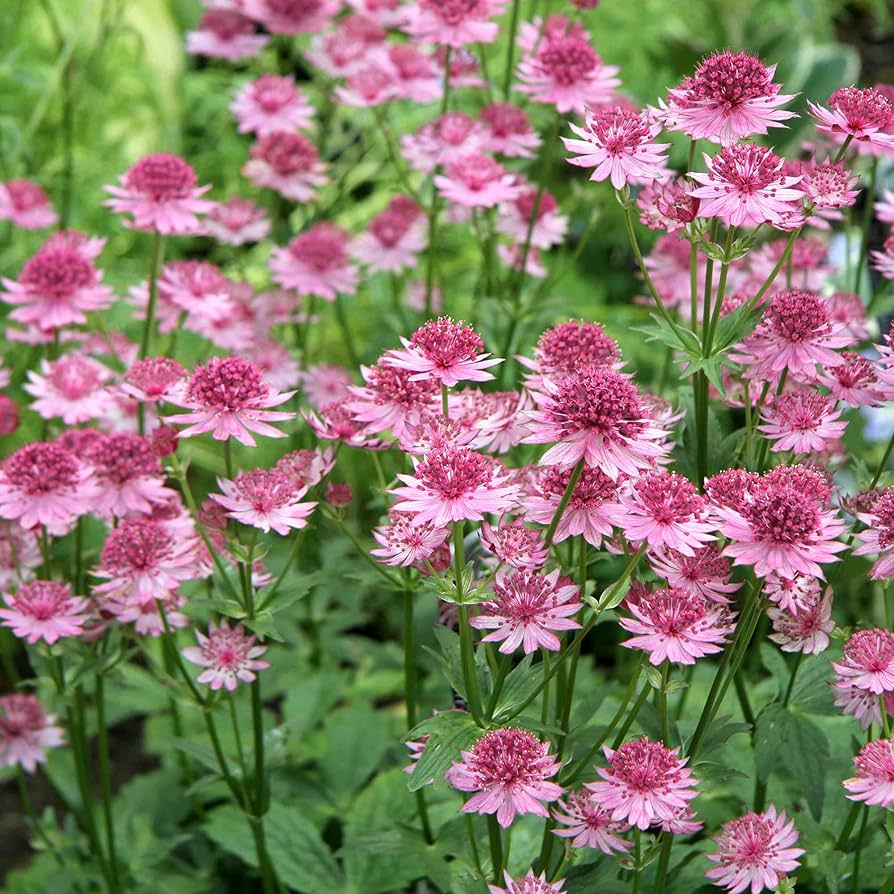 Rose Symphony Astrantia Major Seeds