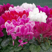 Persian Cyclamen Cyclamen Persicum Seeds