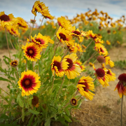 Sunflower Indian Blanket Seeds