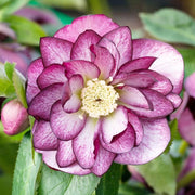 Helleborus Perennial Lenten Rose Seeds