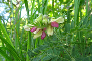 Medicinal Perennial Goat's Rue Seeds
