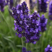 Lavandula Angustifolia Lavender Seeds