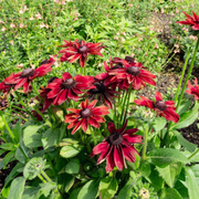 Cherry Brandy Rudbeckia Seeds