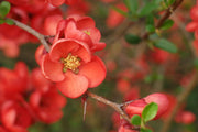 Quince Chaenomeles Speciosa Seeds