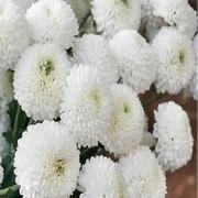 White Chrysanthemum Seeds