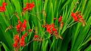 Lucifer Crocosmia Seeds