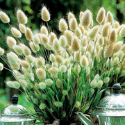 Hare's Tail Grass Lagurus Ovatus Seeds