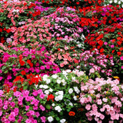 Impatiens Seeds