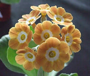 Perennial Primula Seeds