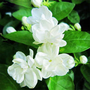Fragrant Blooming Jasmine Seeds