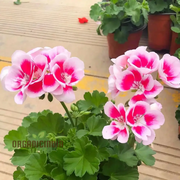 Pink White Geranium Seeds