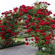Climbing Rose Seeds