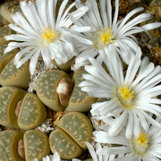 Living Stones Succulent Lithops Seeds