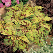 Wizard Mosaic Coleus Seeds