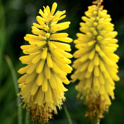 Bright Yellow Hot Poker Seeds
