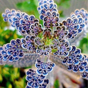 Dark Blue Kalanchoe Seeds