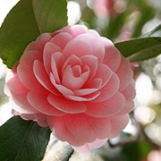 Evergreen Camellia Seeds