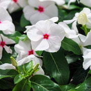 Bright Eyes Periwinkle Seeds
