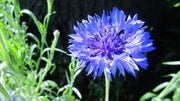 Classic Blue Bachelor's Button Seeds