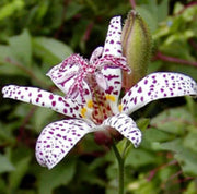 Japanese Toad Lily Seeds