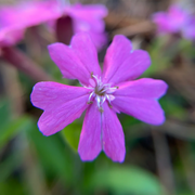 Wild Pink Silene Caroliniana Seeds