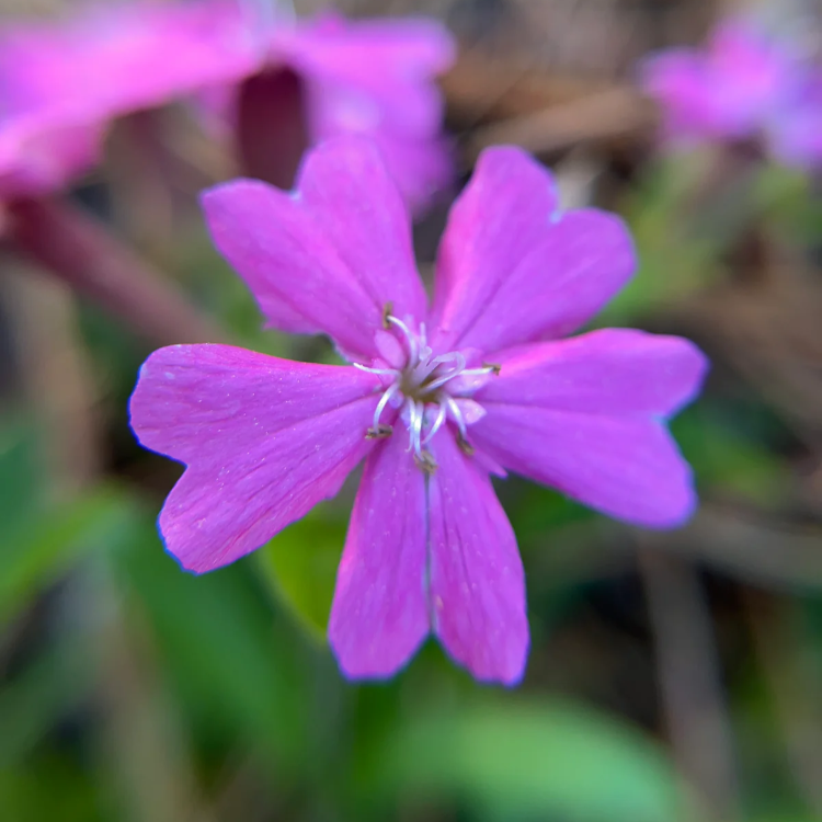 Wild Pink Silene Caroliniana Seeds
