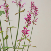 Heather Queen Agastache Seeds