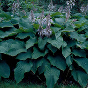 Sieboldiana 'Elegans' Hosta Seeds