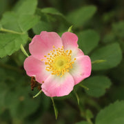 Sweet Briar Rose Rosa Rubiginosa Seeds