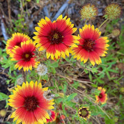 Gaillardia Blanket Seeds