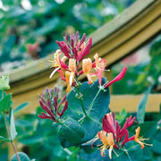 Gold Flame Honeysuckle Seeds