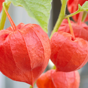 Chinese Lantern Lantern Seeds