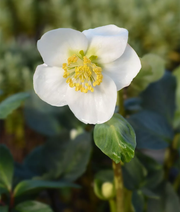 Winter Christmas Rose Seeds
