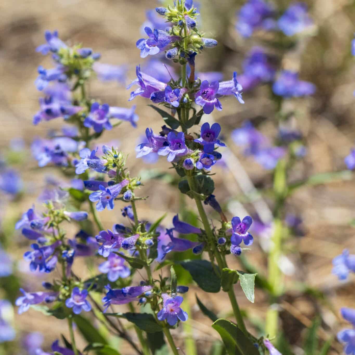 Rocky Mountain Beardtongue Penstemon Strictus Seeds