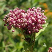Incarnata Asclepias Seeds