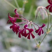 Sidoides Pelargonium Seeds