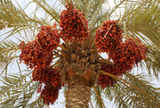 Fruit Bearing Phoenix Sylvestris Seeds