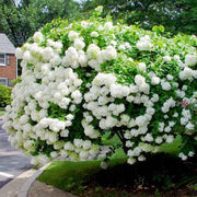 Hardy Oakleaf Hydrangea Seeds