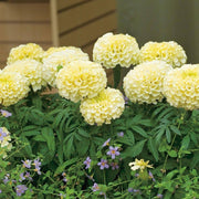 White Marigold Seeds