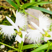 Fringed Habenaria White Egret Orchid Seeds