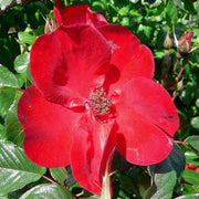 Red Rosa Rugosa Seeds