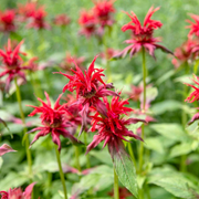Scarlet Beebalm Seeds