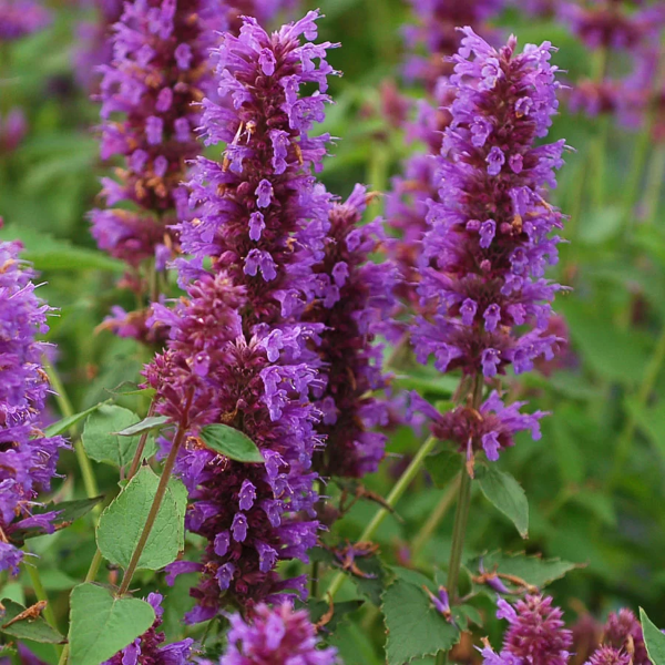 Hummingbird Mint Seeds