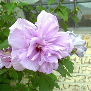 Light Pink Double Rose of Sharon Seeds