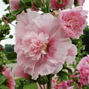 Carnival Pink Hollyhock Seeds